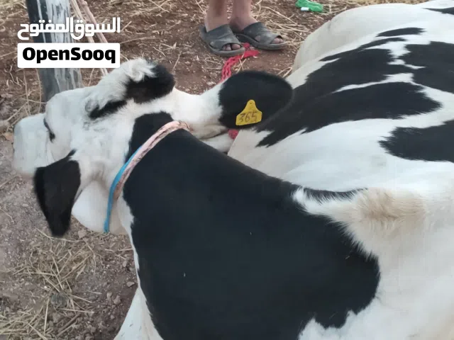 جزار متنقل أربد وضواحيها أقرأ الاعلان قبل الاتصال فضلآ