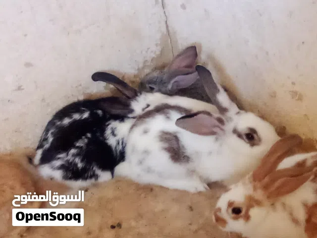 ارانب للبيع