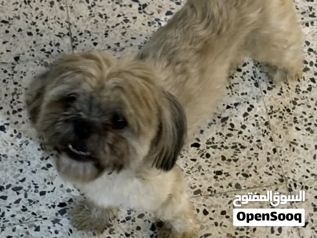كلب تشيزو ذكر وانثئ مالتيز