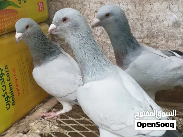 مشامشة للبيع
