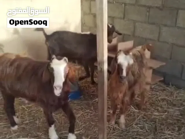ماعز للبيع العدد 3