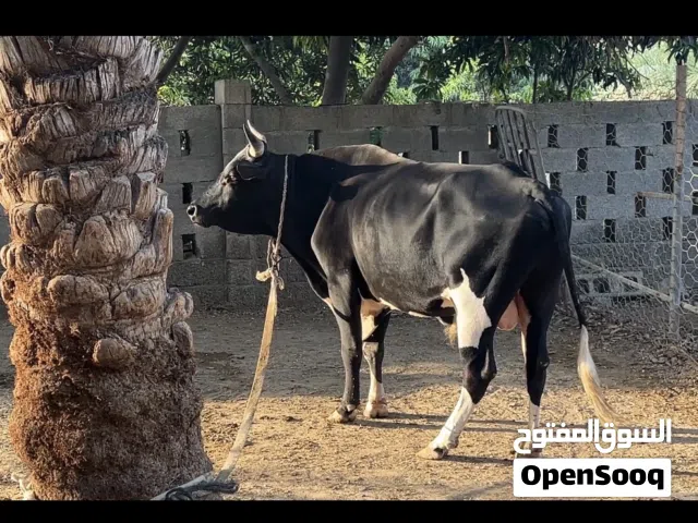 للبيع عجله وثور