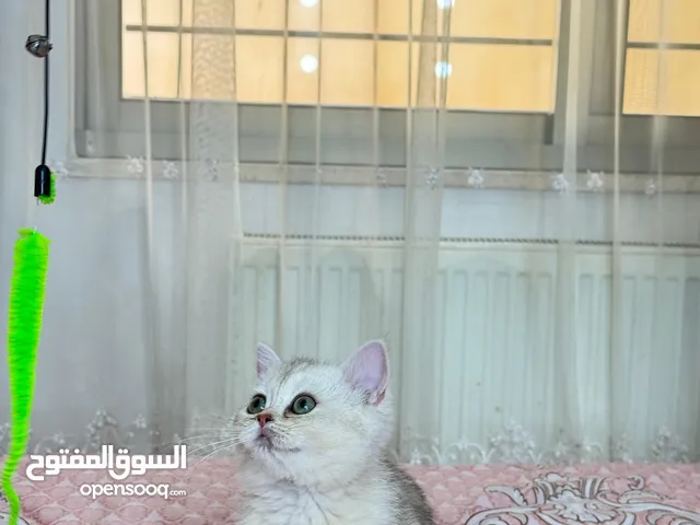 برتش ny24 و ns11 للبيع مستوى عالي جداً