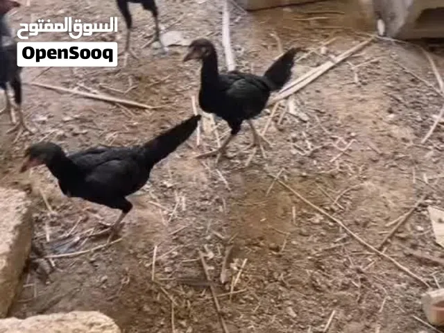 طيور دجاج باكستاني للبيع
