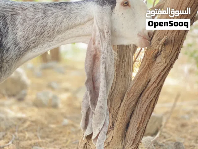 شاه حجازيه