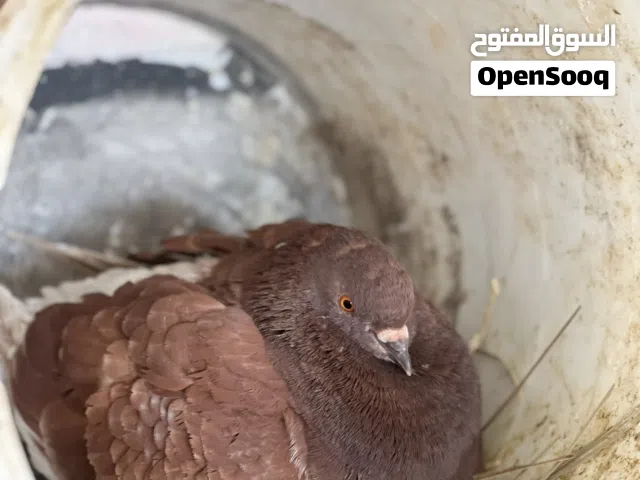 زوج مدينه وزوج شماسي تابع الوصف