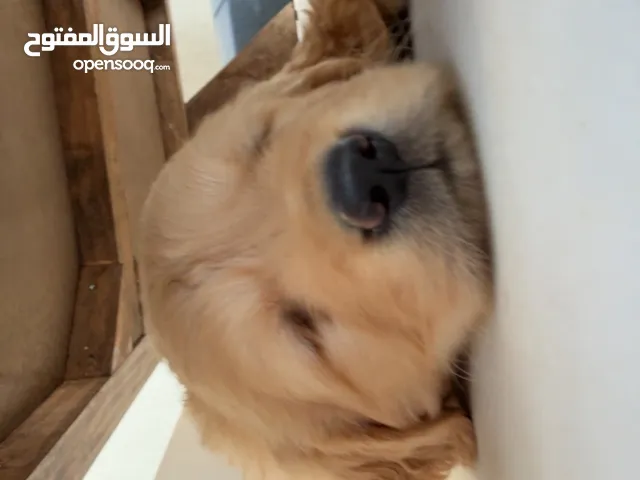 golden retriever 47 days old