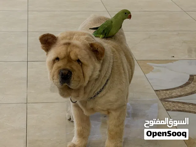 كلب شاو شاو