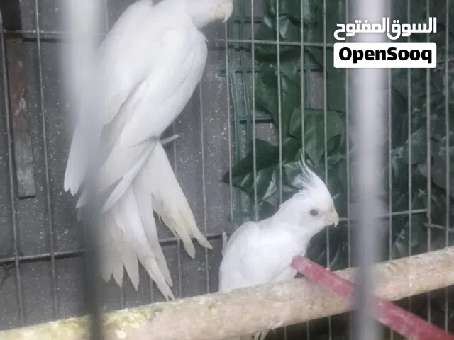 متاح جوز البينو تحته بيض+ فراخ إيزابيل زق يدوي