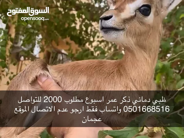 رضيع ذكر ظبي غزال الدماني