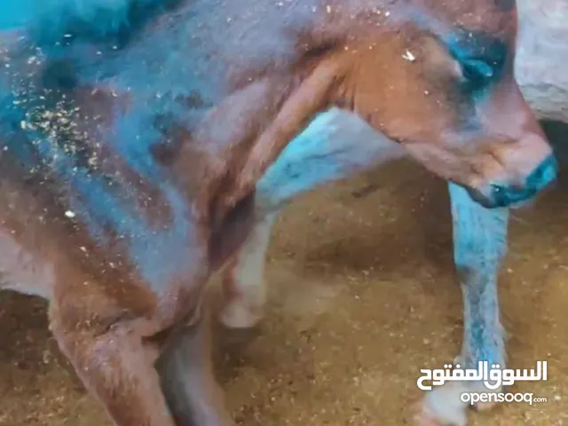 مهر عربي اصيل مميز وقطعه نادره للبيع
