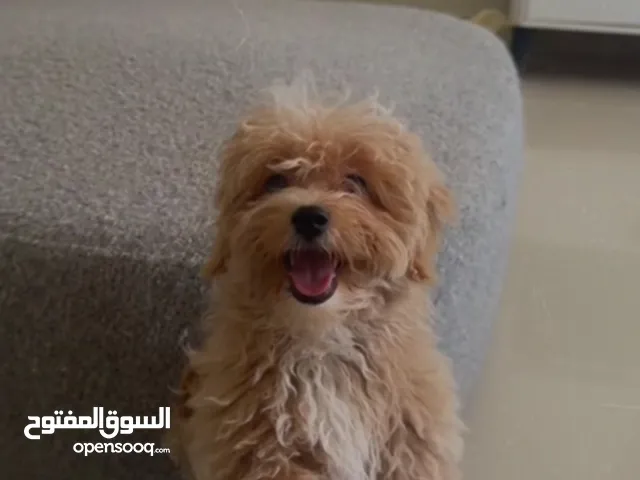 كلبة توي بودل