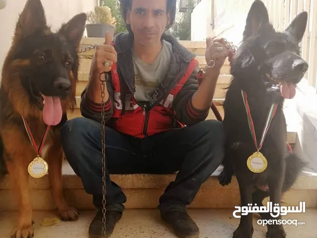 جرمن شبرد اهالي مستوردة استعلام محافظة بني سويف الازهري