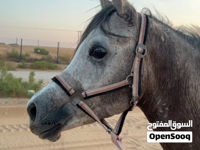 فحل عربي حار جداً وعنده اصابه حط سعرك وخذه