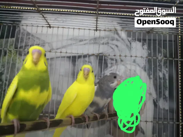 زوج بادجي مع الفروخ للبيع مع ذكر جاهز للانتاج