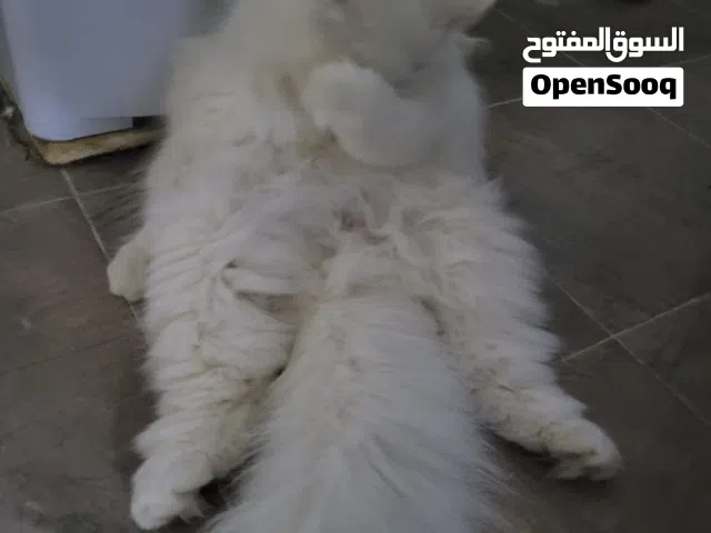 للبيع ثلاث قطط