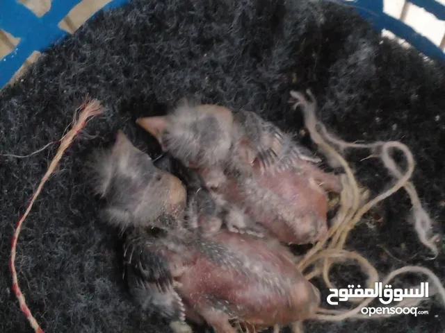 فراخ حسون فراخ حسون