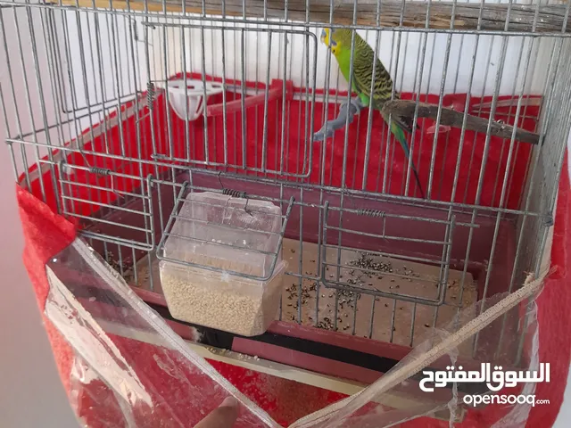 طير ذكر حب مع قفص ومشربه ومئكله 2 و كوخ ملون حافظه القفص من الوصخ مع شويه اكل بكيس