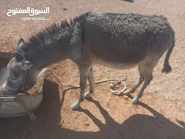 حمار غنم للبيع