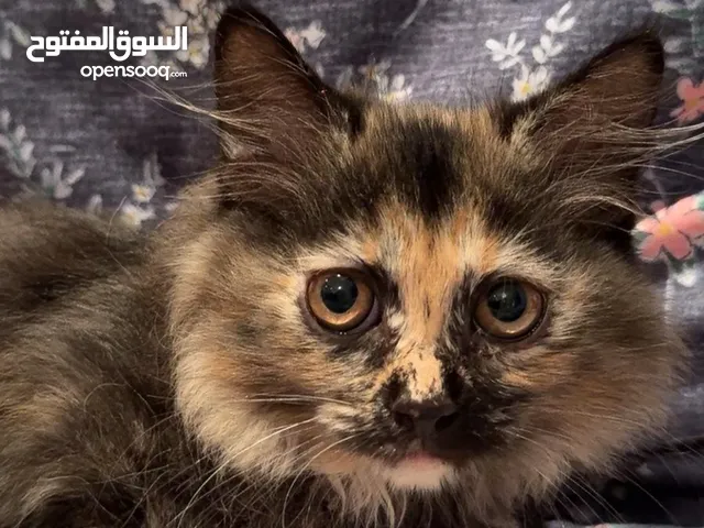 قطوه للتبني
