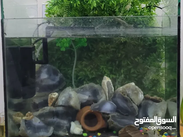 حوض اسمك مجهز موظح في الصوره مع سمكه انجل واحدهبا 7الف