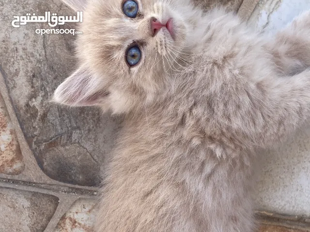 قطط شيراز و شانشيلا للتبني بدون توصيل