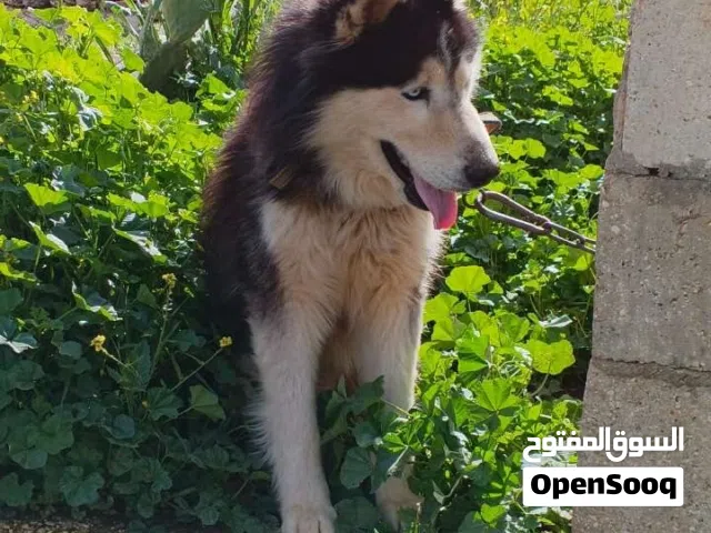 كلب هاسكي للبدل على جروو هاسكي