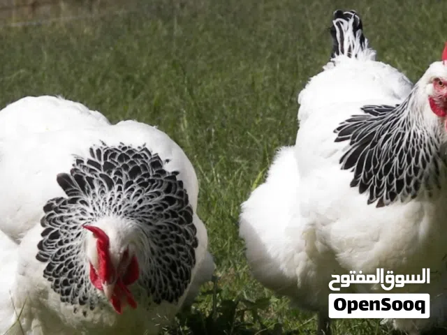سايكس انجليزي