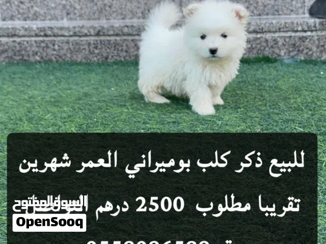 شهرين ونص 2500