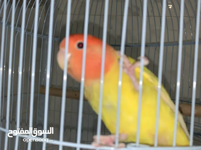 لاف بير طير حب