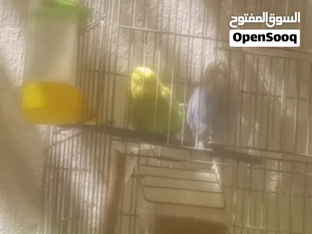 عصافير خب ثلاث جواز