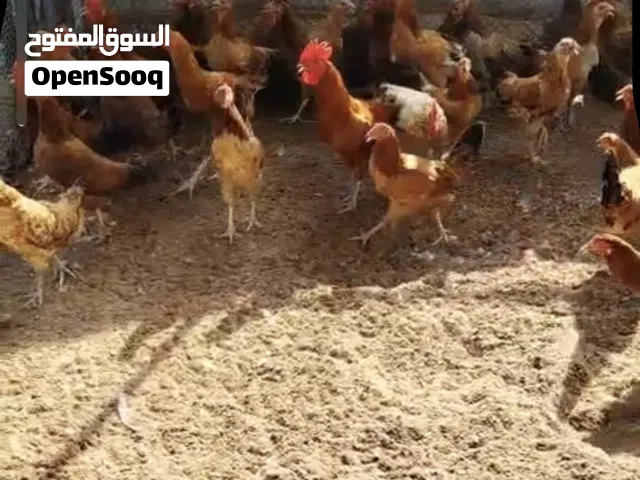 دجاج فرنسي للبيع
