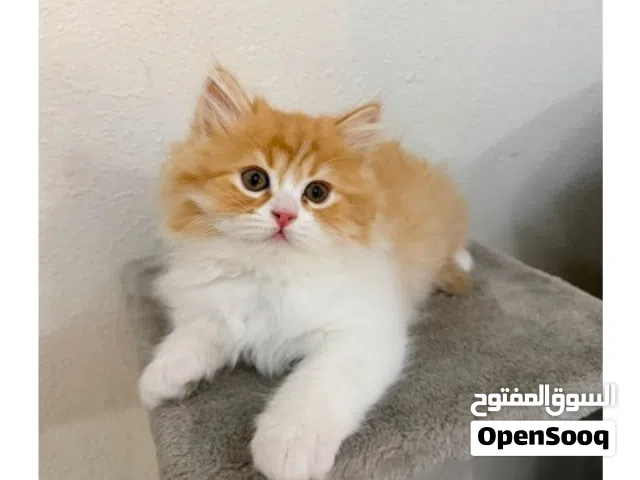8 Week Healthy Kitten For Sale