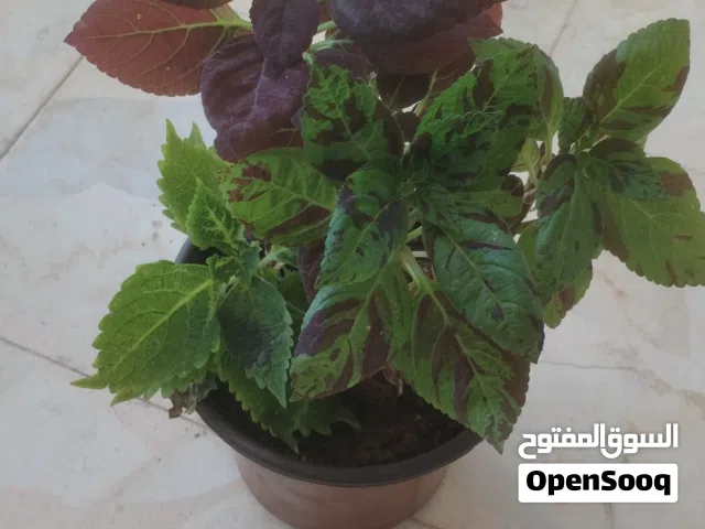 نباتات داخلية وخارجية وصباريات وعصاريات