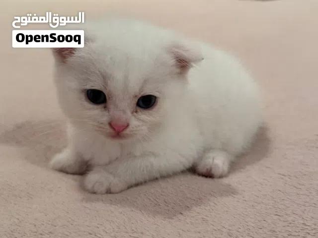 سكوتش من ام شيرازي