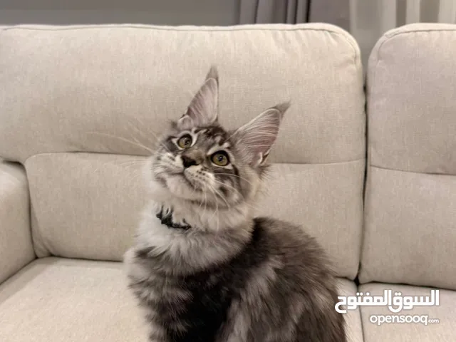 ماينكون بيور مايه بمايه سلسه من خارج الدوله