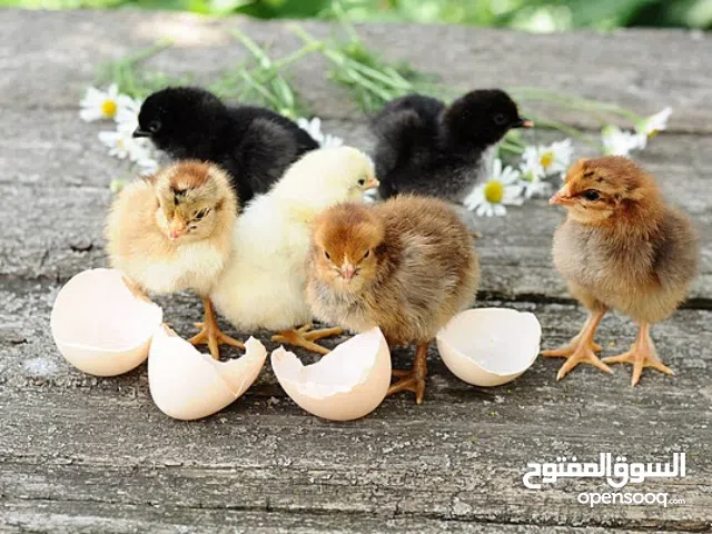 كتكوت عربي مخلط