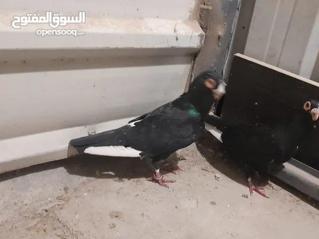 حمام للبيع جواج الجوز 10
