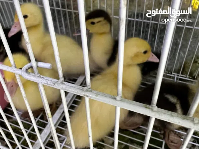 إذا كنت تبحث عن لعبة لطيفة تلفت الانتباه وتضيف لمسة مرح لأي مكان، فهذه البطّة الصفراء الجذّابة هي ال