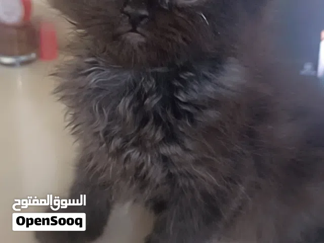 قط شيرازي للبيع