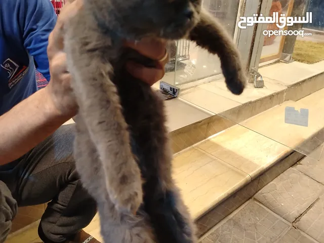 قط بريتش ذكر بيور شعر قصير موخذ جميع المطاعم لعوب وجميل