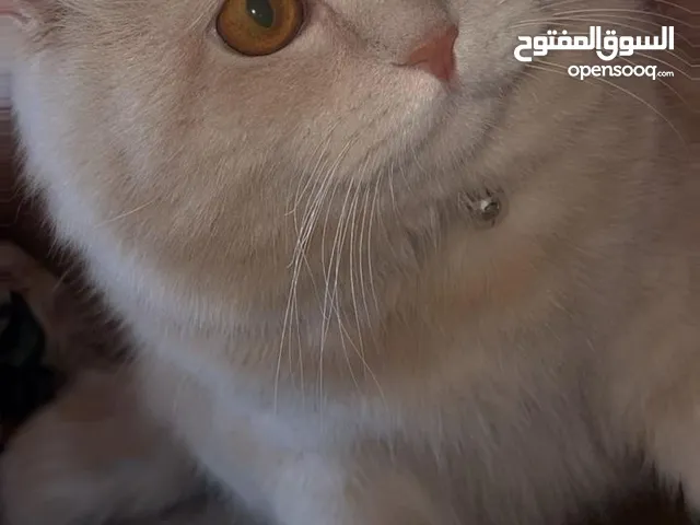 قط للبيع 2025