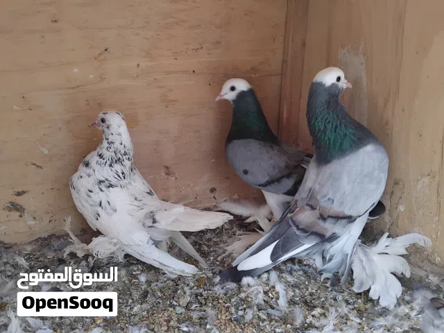 كوبيه صول منتج ماشاء الله