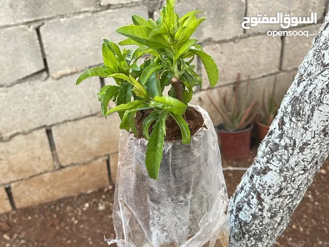 كافة الخدمات والأعمال الزراعية بأحدث الطرق العلمية