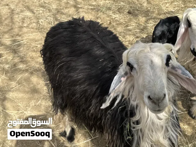 كبش نجدي راهي ما شاء الله شحم ولحم