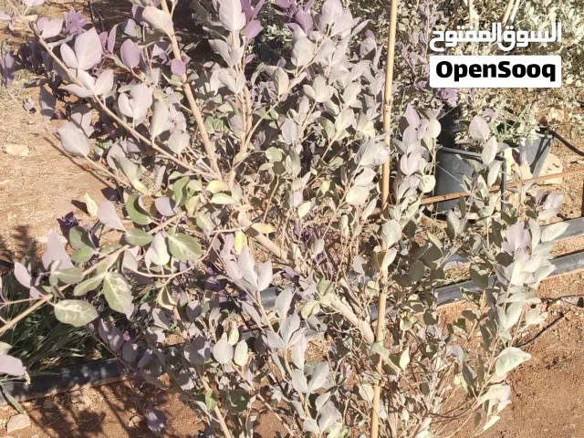 شتول وشجيرات