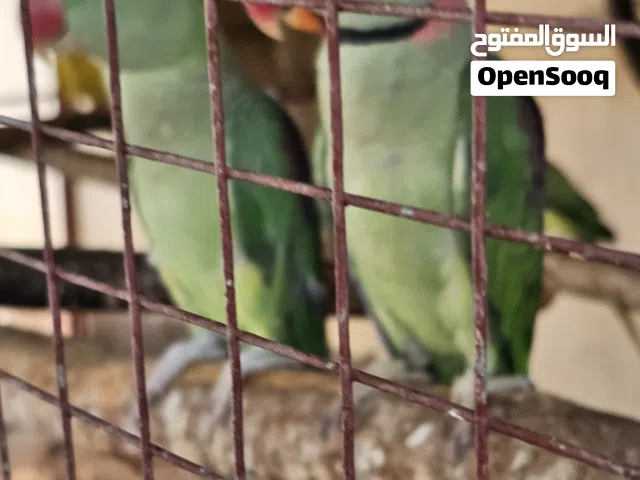 نيبالي للبيع زوج منتج غير مخصب اليف بس ما يصعد على اليد الصحة ممتازه