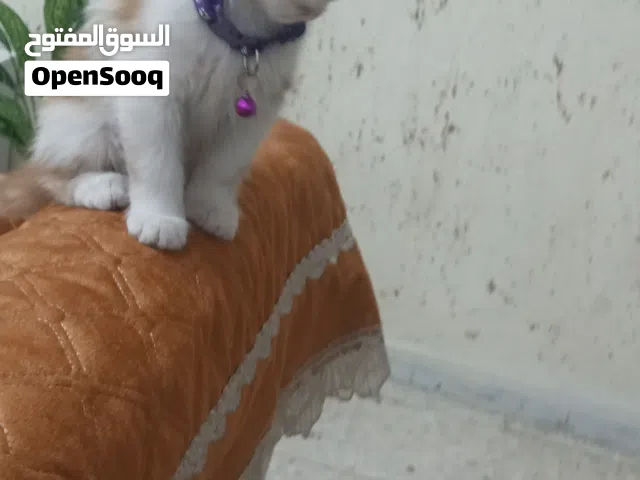 قطط للتبني  نوع مكس
