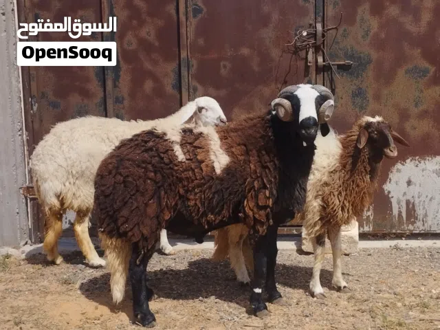 خروف العيد سداس