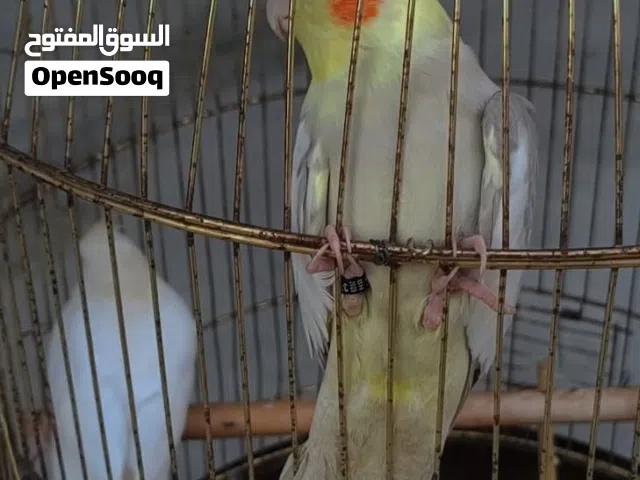 ذكر كوكتيل اليف جدا تغريد